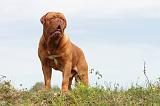 DOGUE DE BORDEAUX 037